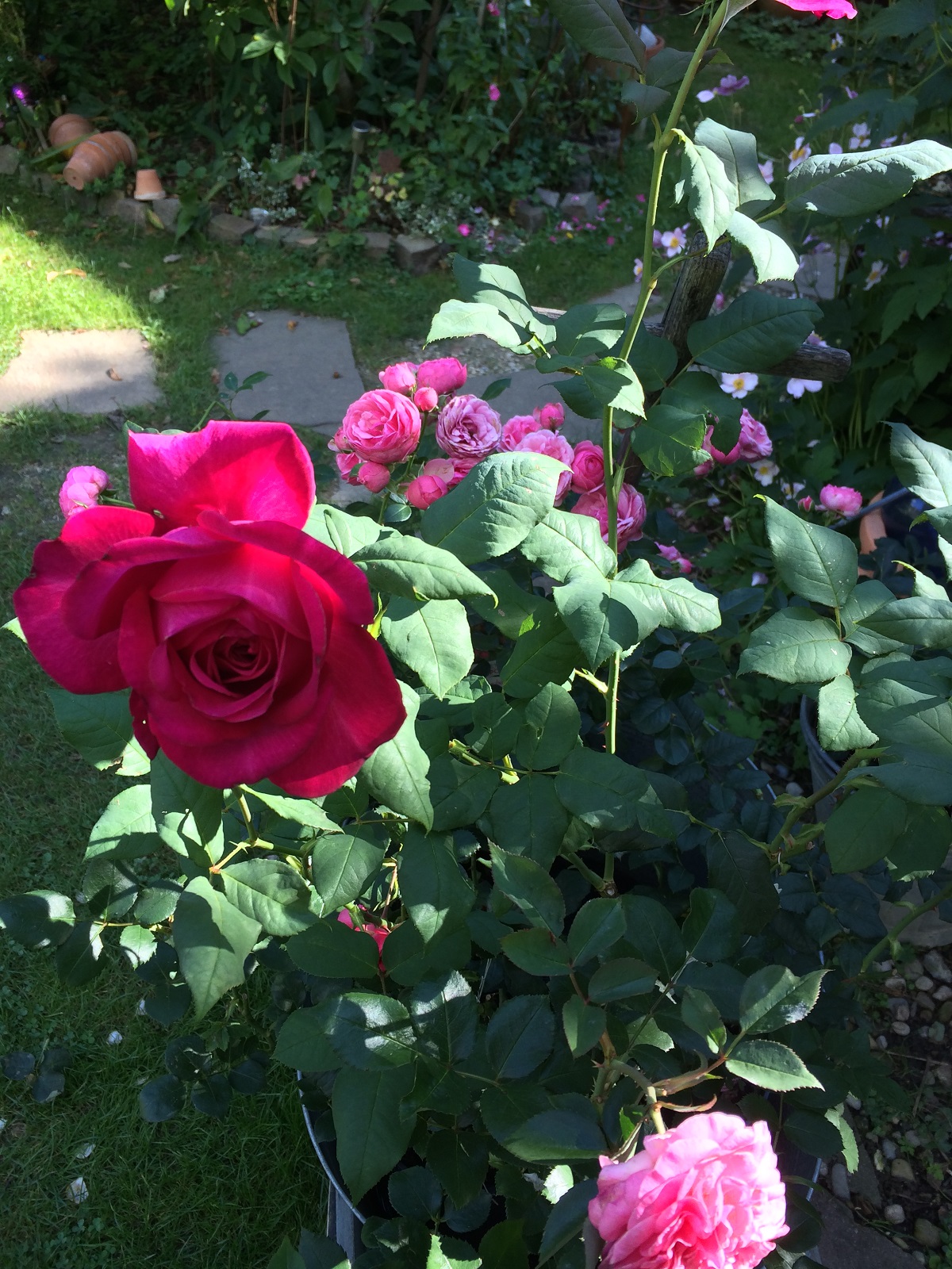 Moin Moin  J.W.v.Goethe und Baronesse- diese Rosen blühen hier! 